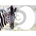 Einladungskarte Zebra (ab 4 Stck.)